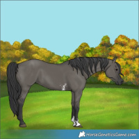 Horse Color:Grullo Sabino Rabicano