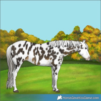 Horse Color:Buckskin Appaloosa Rabicano 