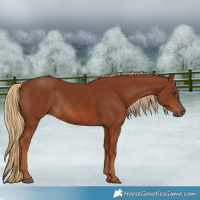 Horse Color:Chestnut Rabicano 