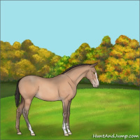 Horse Color:Sable Champagne Sabino 