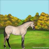 Horse Color:Void Amber Champagne Dun Sabino 