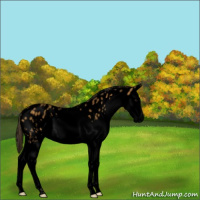 Horse Color:Void Buckskin Roan Splash Leopard 