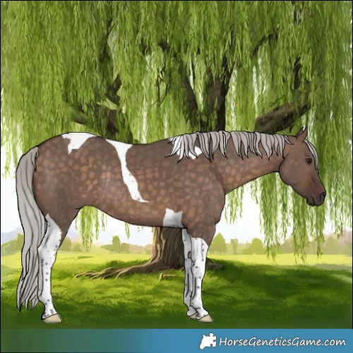 Horse Color:Silver Brown Dun Tobiano Rabicano 