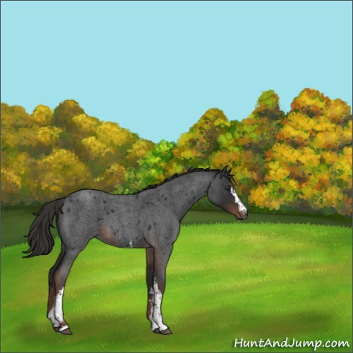 Horse Color:White Spotted Liver Red Roan 