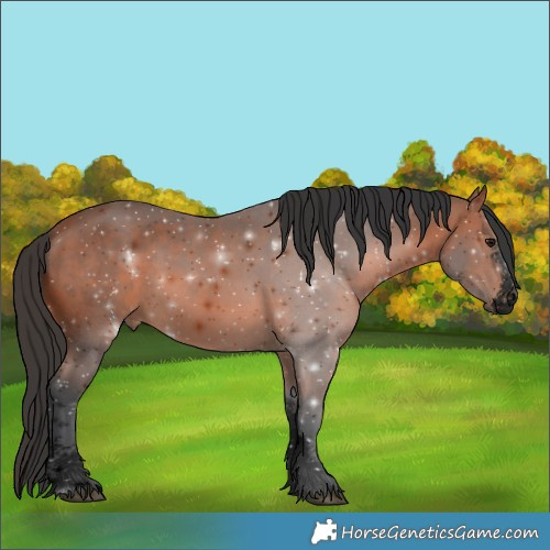Horse Color:Void Bay Sabino 
