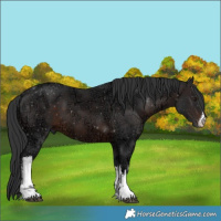 Horse Color:White Spotted Brown Ice 