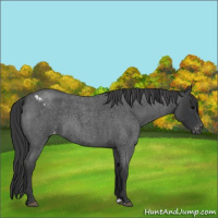 Horse Color:Blue Roan Varnish 