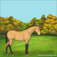 Horse Color:Buckskin 