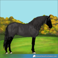 Horse Color:Void Smoky Black Splash 