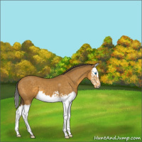 Horse Color:Buckskin Splash 