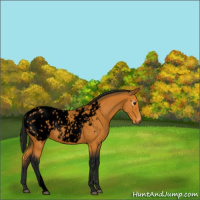 Horse Color:Gray Void Buckskin Roan Appaloosa 