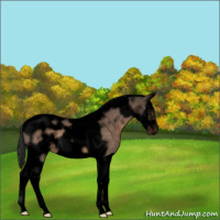 Horse Color:Void Brown Dun Splash Tobiano Frame 