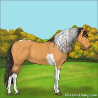 Horse Color:Buckskin Tobiano