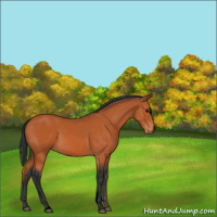Horse Color:Void Bay Sabino 