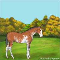 Horse Color:Bay Sabino Splash 