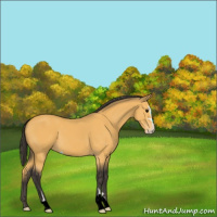 Horse Color:Buckskin Sabino 