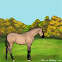 Horse Color:Void Amber Champagne Sabino Splash 