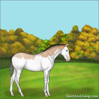 Horse Color:Gray Amber Champagne Roan Splash 