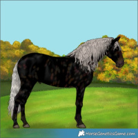 Horse Color:Void Midnight Silver Brown Appaloosa 