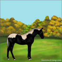 Horse Color:Void Silver Classic Champagne Dun Splash 