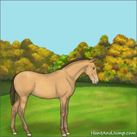 Horse Color:Amber Cream Champagne