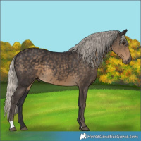 Horse Color:Silver Smoky Black 