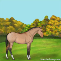 Horse Color:Brown Dun Tobiano 