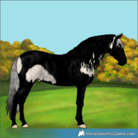 Horse Color:Void Silver Amber Cream Champagne Dun Splash Tobiano Rabicano