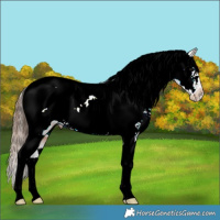 Horse Color:Bay Tobiano Near Fewspot 