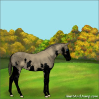 Horse Color:Void Classic Cream Champagne Roan Splash 