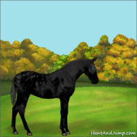 Horse Color:Void Blue Roan Splash Appaloosa 