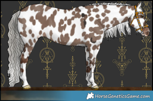 Horse Color:Liver Red Dun Mushroom Appaloosa