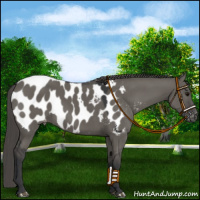 Horse Color:Grullo Mushroom Appaloosa