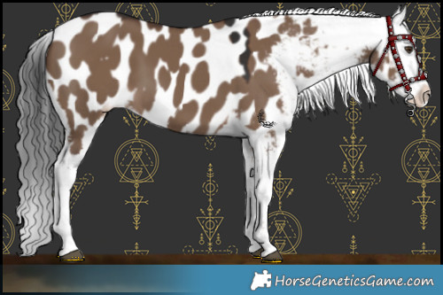 Horse Color:Liver Red Dun Appaloosa