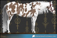 Horse Color:Liver Red Dun Appaloosa 