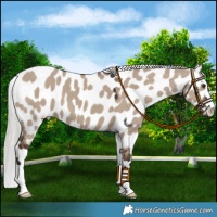 Horse Color:Liver Red Dun Mushroom Near Leopard 