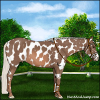 Horse Color:Chestnut Mushroom Appaloosa