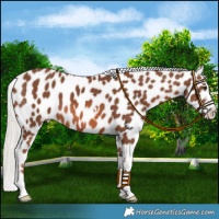 Horse Color:Chestnut Mushroom Near Leopard 