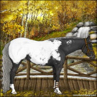 Horse Color:Liver Chestnut Mushroom Appaloosa 