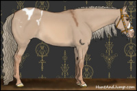Horse Color:Red Dun Mushroom Appaloosa 