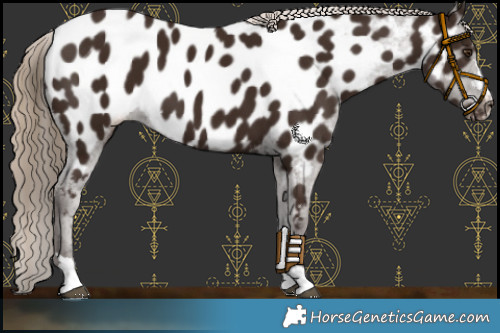 Horse Color:Liver Chestnut Appaloosa 