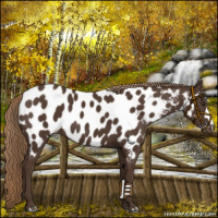 Horse Color:Liver Chestnut Appaloosa
