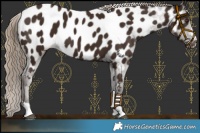 Horse Color:Liver Chestnut Near Leopard 