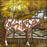 Horse Color:Chestnut Near Leopard 
