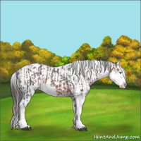 Horse Color:Brown Sabino Splash Appaloosa  and Brown Sabino Splash Appaloosa 
