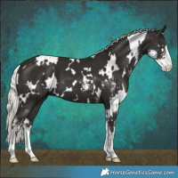 Horse Color:White Spotted Liver Chestnut Mushroom Sabino 