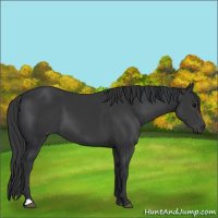 Horse Color:Black 