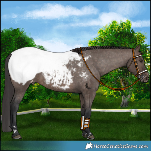 Horse Color:Brown Dun Mushroom Appaloosa