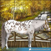 Horse Color:Brown Dun Appaloosa 