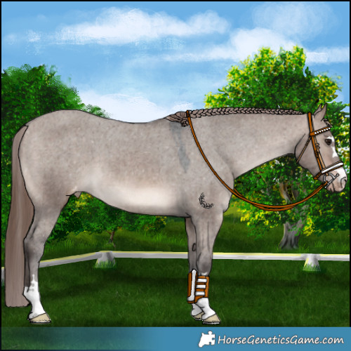 Horse Color:Brown Dun Mushroom Appaloosa 